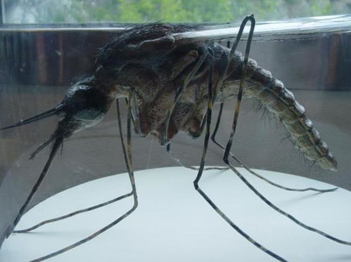 抖音热榜：探秘神秘的华丽巨蚊！