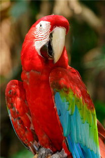 鹦鹉站在树枝上