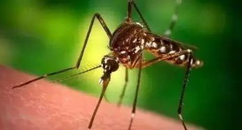 一周激增2940例！基孔肯雅热究竟是什么病？会否全国蔓延？