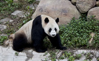 大熊猫在竹林中嬉戏