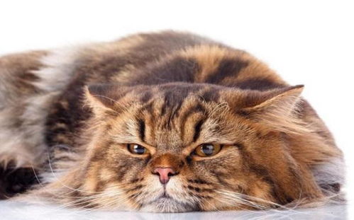 MiniMax与智谱：AI领域的激烈竞争