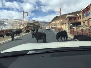 惊魂一幕！32头牦牛遭货车撞击，16头不幸遇难