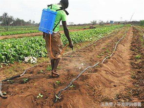 中国农场主非洲失踪近30天遇害，背后真相令人揪心！