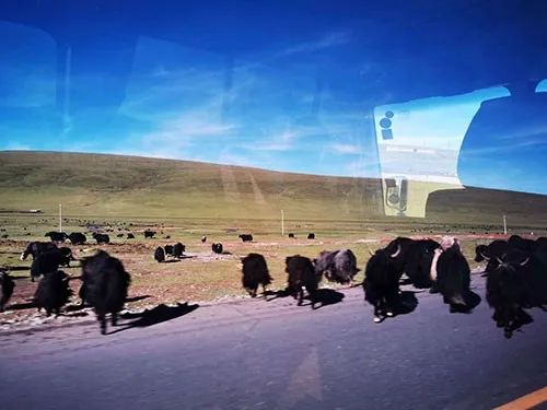 甘肃32头牦牛凌晨遇车祸，半数死亡损失惨重