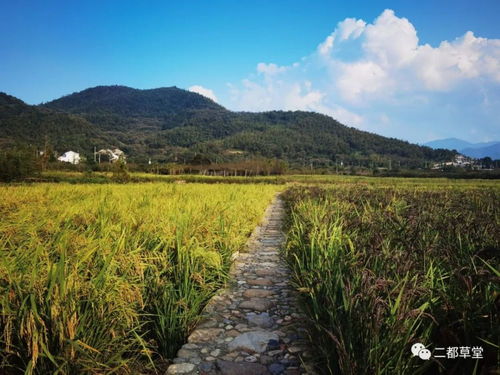 农民朋友在乡村游景点拍照