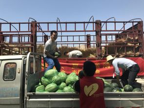 志愿者帮忙搬运西瓜