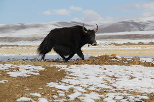 大货车撞死16头牦牛，每头价值六千！背后真相令人震惊