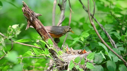 乌灰鸫喂食小鸟