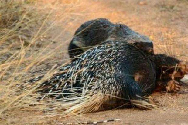 平头哥回应被亮证：调查透明，望女子道歉