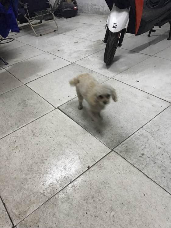 普京采访现场又现小狗乱入，这背后的故事太精彩！