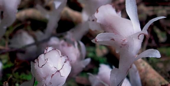 水晶兰生长环境