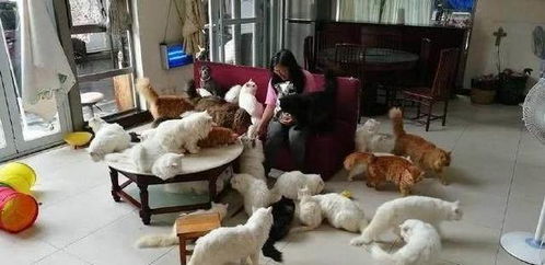 养殖棚强迁致兔死，男子维权反被抓？背后真相令人深思