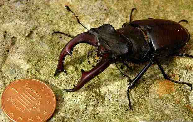 巨型天牛现身哀牢山，背后故事令人深思