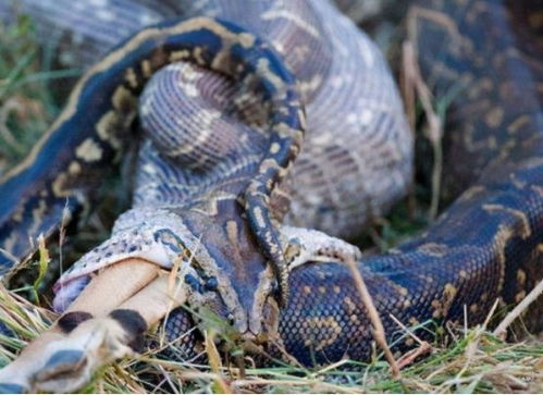 韩国汉江惊现巨型不明物体，真相令人细思极恐！