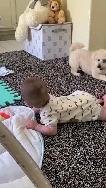 主人耐心指导小狗训练棍法