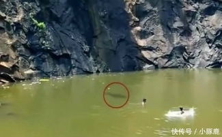 汉江惊现巨型怪物？夜钓者的恐怖经历
