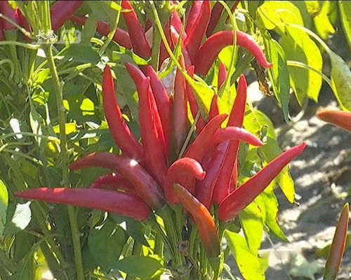 灵隐寺回应辣椒酱超辣：魔鬼辣椒背后的秘密