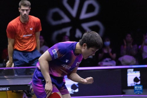 张本智和炮轰日本联赛，背后真相引人深思！