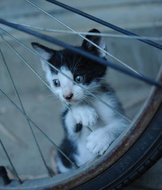 震惊！小孩残忍虐杀小猫事件引发全网愤怒