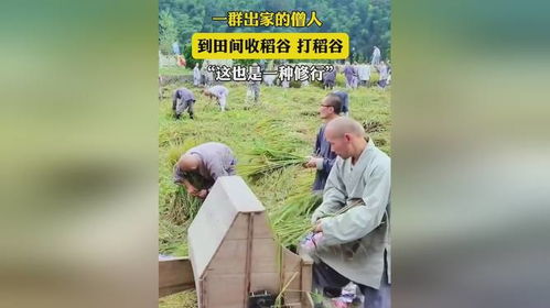 僧人在田间休息交流