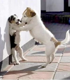 两岁半小狗棍法'出神入化'背后的故事