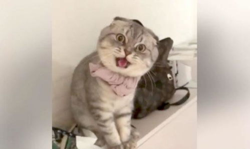 震惊！小孩残忍虐待小猫致死，网友怒斥其行为