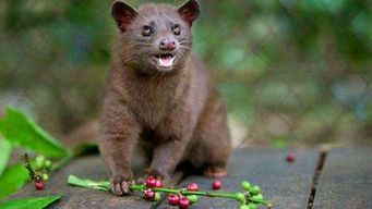 众人讨论赤狐出现原因