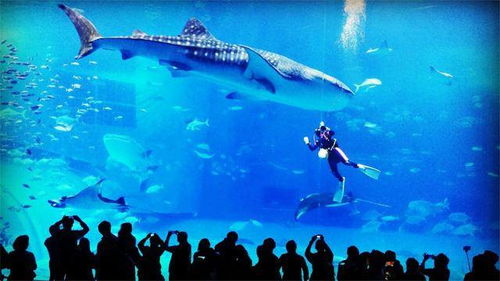 钓友在青岛海域邂逅鲸鲨，这神秘访客从何而来？