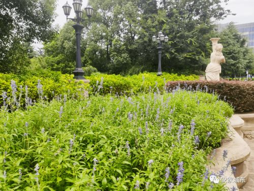 小区绿植防晒花费数万，背后故事引人深思