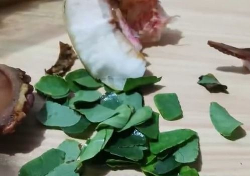 网友吃桃竟吃出碎树叶？切叶蜂的‘精装房’大揭秘！