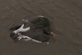 每年超2亿动物惨遭路杀 公路成隐形死亡线 | 向未来发问