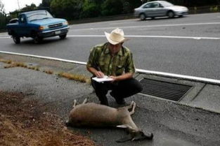 每年超2亿只动物死于路杀，人兽和谐共生之路何在？