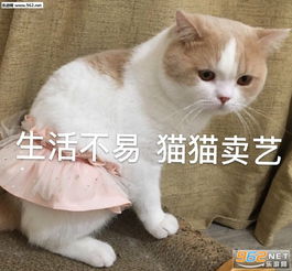 一个满面笑容、充满期待的表情图案