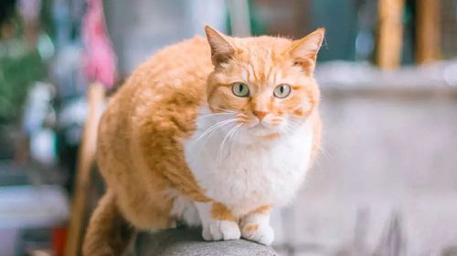 8月4日吧友乐子大赏：趣事笑料大盘点