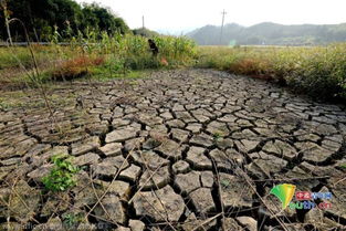 河南旱情下的坚守与希望