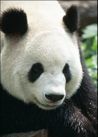 可爱的大熊猫