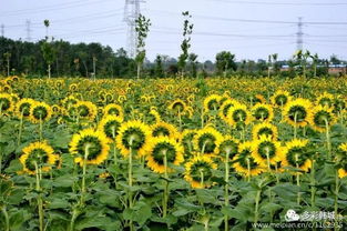 明日立秋，这些习俗和特点你了解吗？
