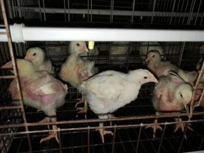 夫妻离婚分割53只家禽，法官妙招引关注！