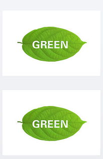 新的绿叶