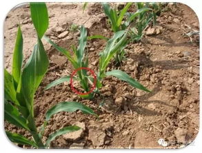 河南旱情下玉米叶子卷成‘油条’状