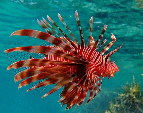 钉螺在水中游动