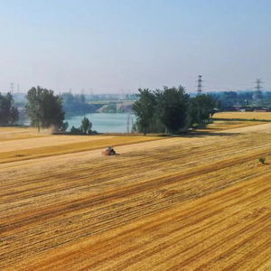 一片金黄的麦田