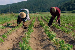 农民在可可田里劳作