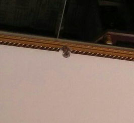 一个闪烁着红灯的小警报器