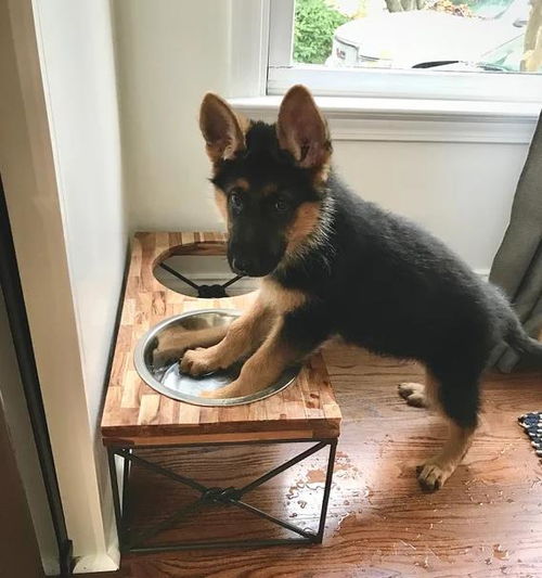 冲锋！‘机器狼’射击画面首次公开，无人化作战新模式