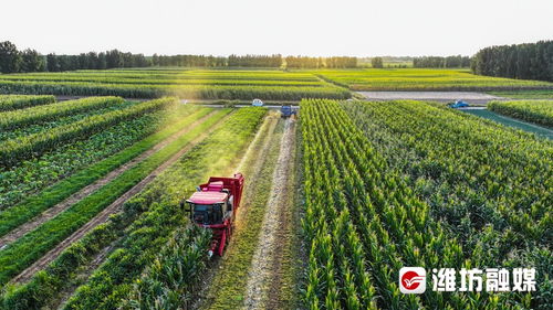 农民正在收获特色农作物