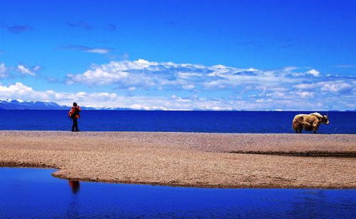 真相！宁夏水灾致养殖户损失惨重？纯属谣言