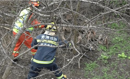 眼镜蛇盘踞在窗台