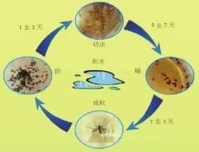 蚊子在积水中产卵