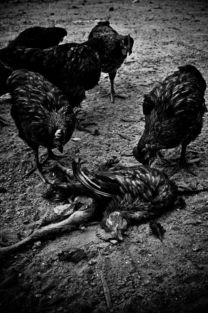 一群母鸡在啄食